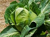 organic gardening homegrown cabbage sugarloaf
