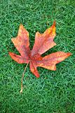 Autumn  Leaf on Grass