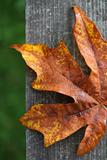 Autumn  Leaf on Wood
