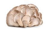 Raw oyster mushroom isolated