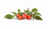 Rose hip isolated