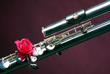 Bass Flute Rose Isolated on Purple