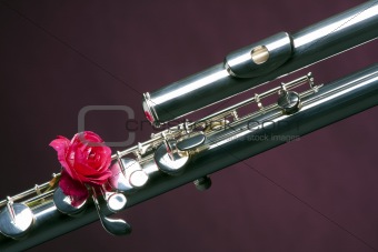 Bass Flute Rose Isolated on Purple