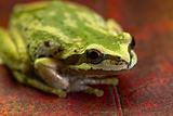 Pacific Tree Frog on Maple Leaves 2