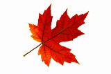 Single Maple Leaf Changing Fall Color 2
