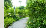 Tranquil Garden Walkway