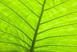 Green leaf surface