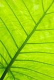 Green leaf surface