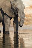 An African elephants