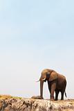 Majestic African Elephant