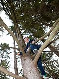 Young Boy climbing a tree