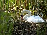 swan nesting