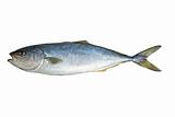 Single tuna fish