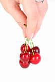 Hand carrying few red cherries