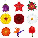 Collection of popular and exotic flowers - vector illustration.