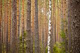 One birch among pine forest - background
