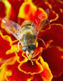 Hoverfly on red flower