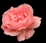  pink rose flower blossom isolated on black