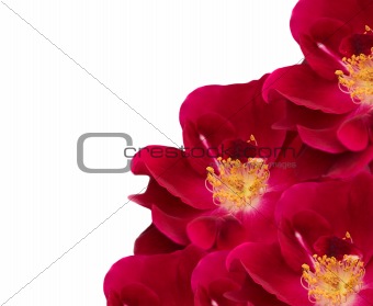 red rose flower blooms isolated on white