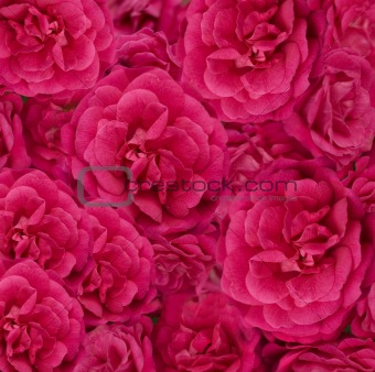 beautiful floral cerise pink rose background