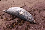 Harbor Seal Carcass
