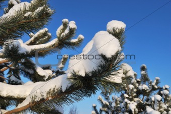 Pine branches  under the snow