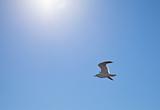 Seagull in the Sunlight