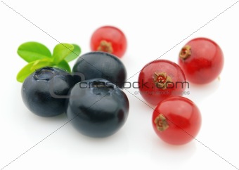 Blueberry and currant