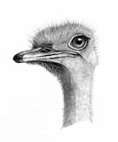 Pencil Drawing of Ostrich Head