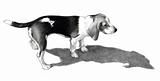 Pencil Drawing of a Beagle Puppy Dog