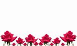 rose flower pattern floral card border on white