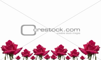 rose flower pattern floral card border on white