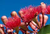red flowers eucalyptus summer red australian native 