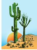 Saguaro Cactus