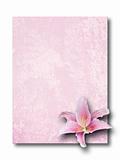 Pink lily on pink paper
