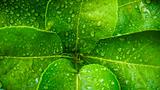 water drop on Kaffir lime leaf
