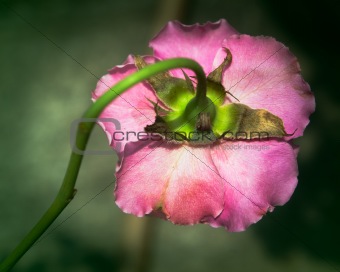 back of sad pink rose