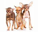Three Russian toy terrier