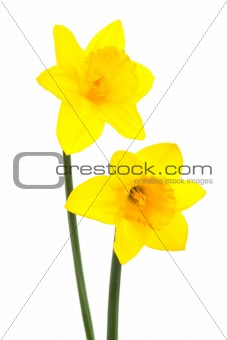 two narcissus