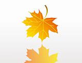 Yellow and orange maple leaf with reflection isolated over white