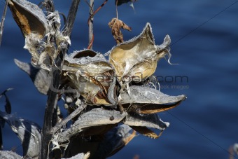(8741) Milkweed Pod (Dried out)