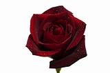 Dark red rose with droplets