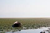Boat in water lilies, National park "Skadarsko jezero"