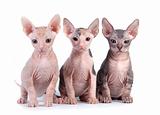 Sphynx kittens with white background
