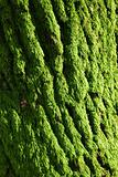 The green moss