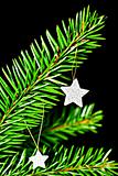 Fir branch with the stars.