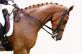 Equestrian - Dressage Horse