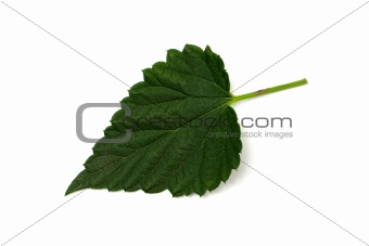 One hop leaf