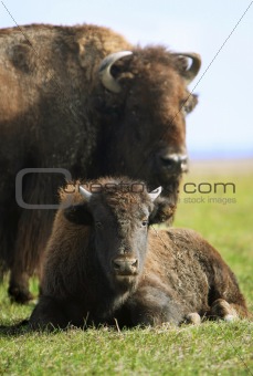 buffalos