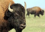 Close-up buffalo 1